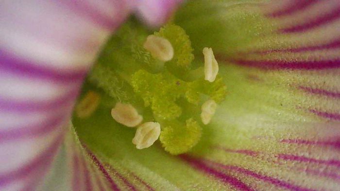 flower-high mag A review of SV604 microscope