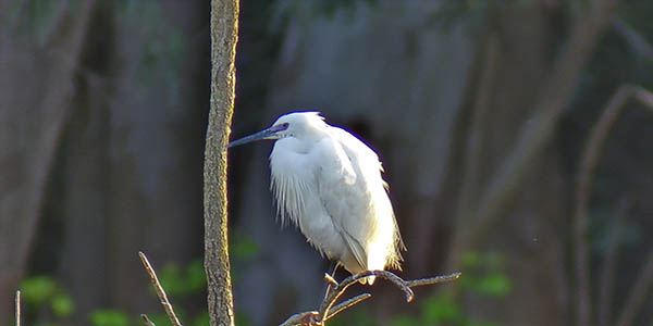 I took this egret photo using the SC001 WiFi camera.
