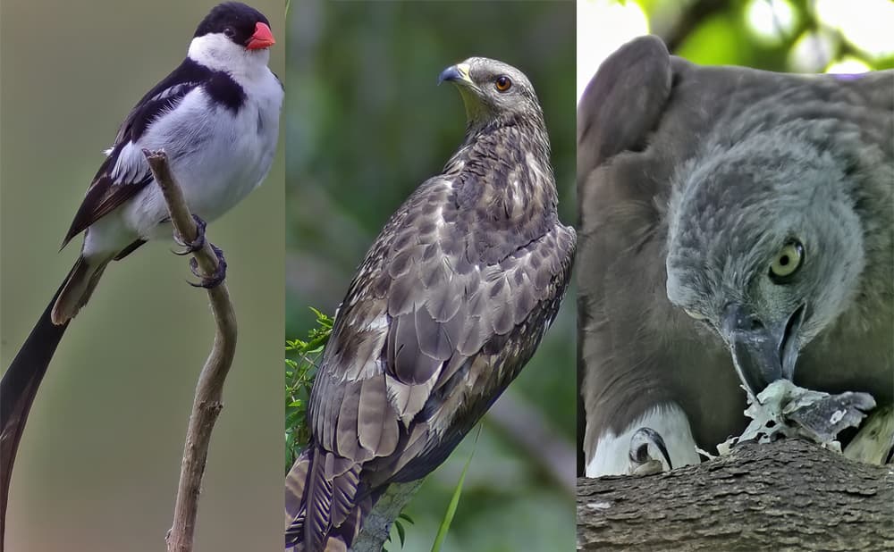 Some birds Some birds